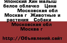 Японский Хин малыш - белое облачко › Цена ­ 10 000 - Московская обл., Москва г. Животные и растения » Собаки   . Московская обл.,Москва г.